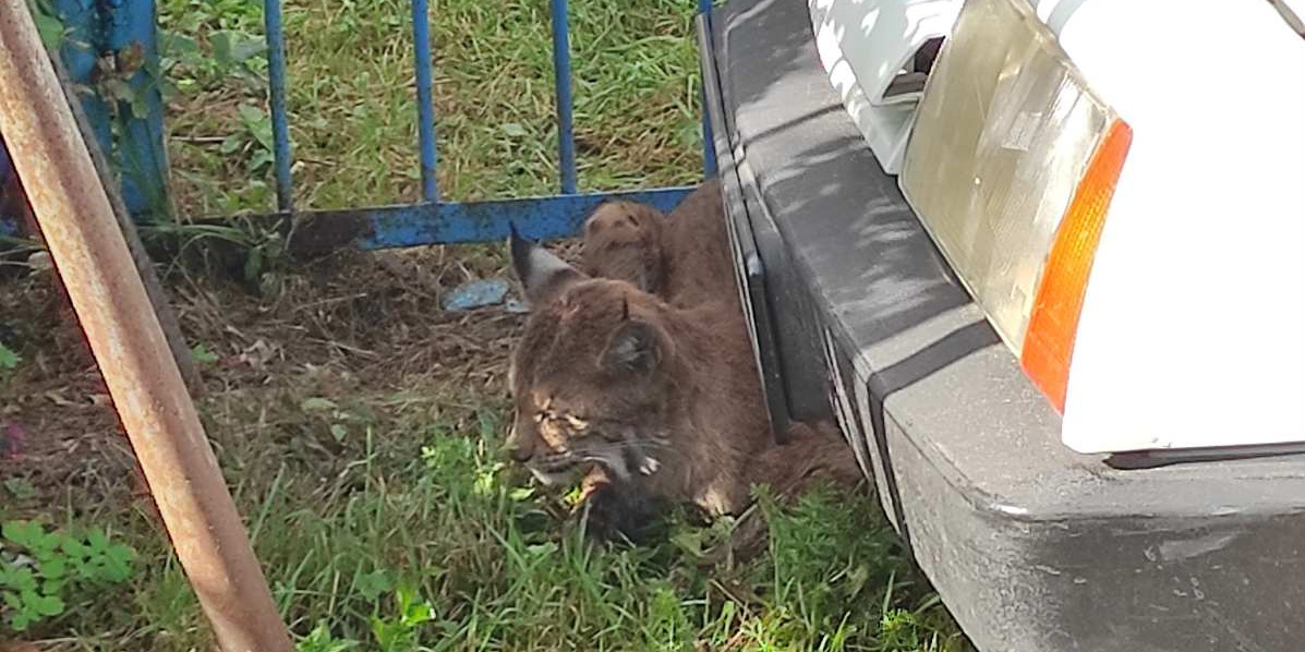 Диагноз «бешенство» подтвердился у рыси, напавшей на людей в Могилевском районе