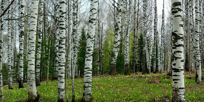 Пора за «березовиком»: где купить и как заготовить, не нарушая закон, рассказали в Могилевском лесхозе
