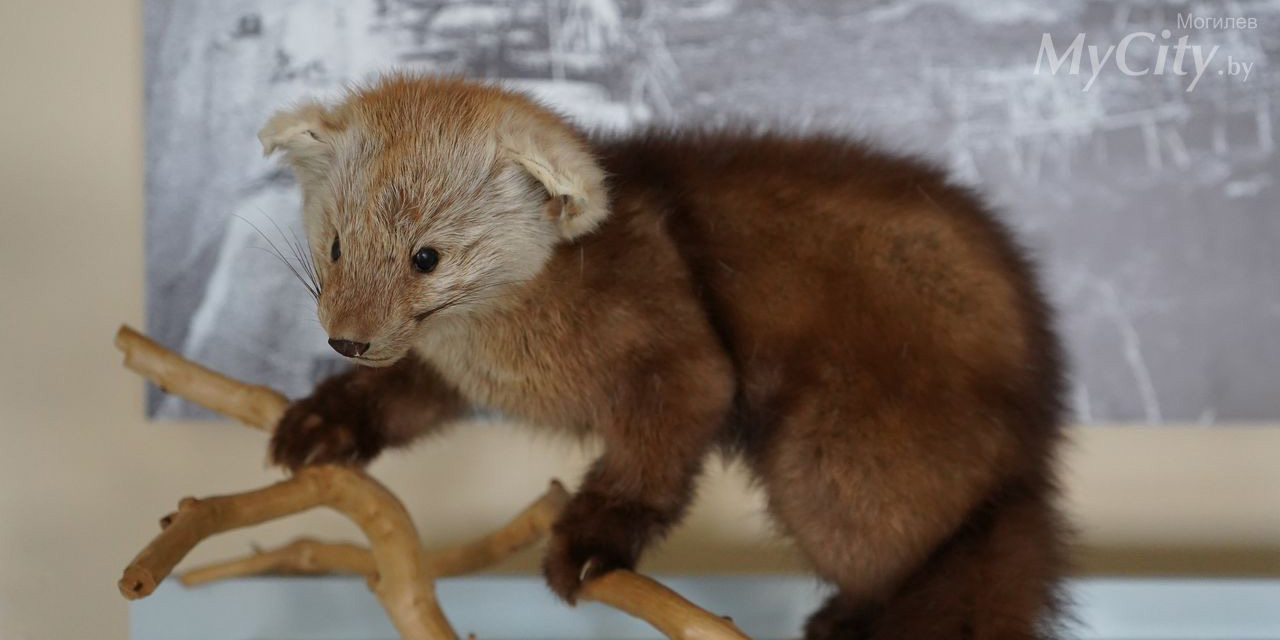 Выставка «Амто (здравствуй), Корякия!» открылась в Могилеве