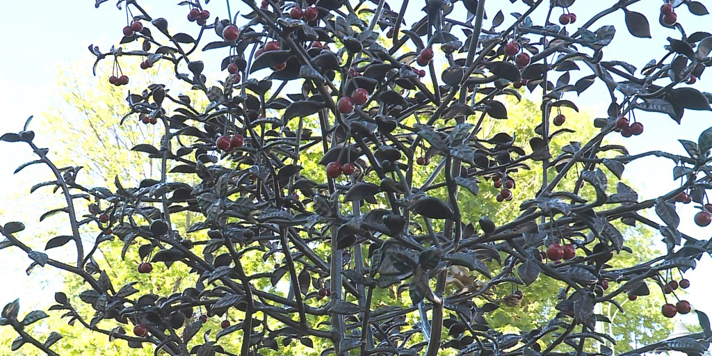 На Ленинской в Могилеве появился новый арт-объект &mdash; кованая вишня