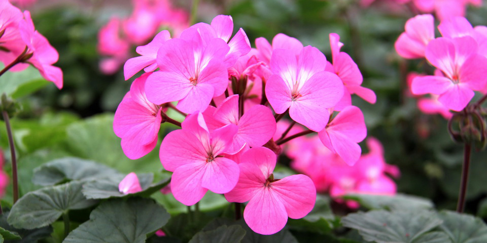 Более миллиона цветов высадят в Могилеве к майским праздникам