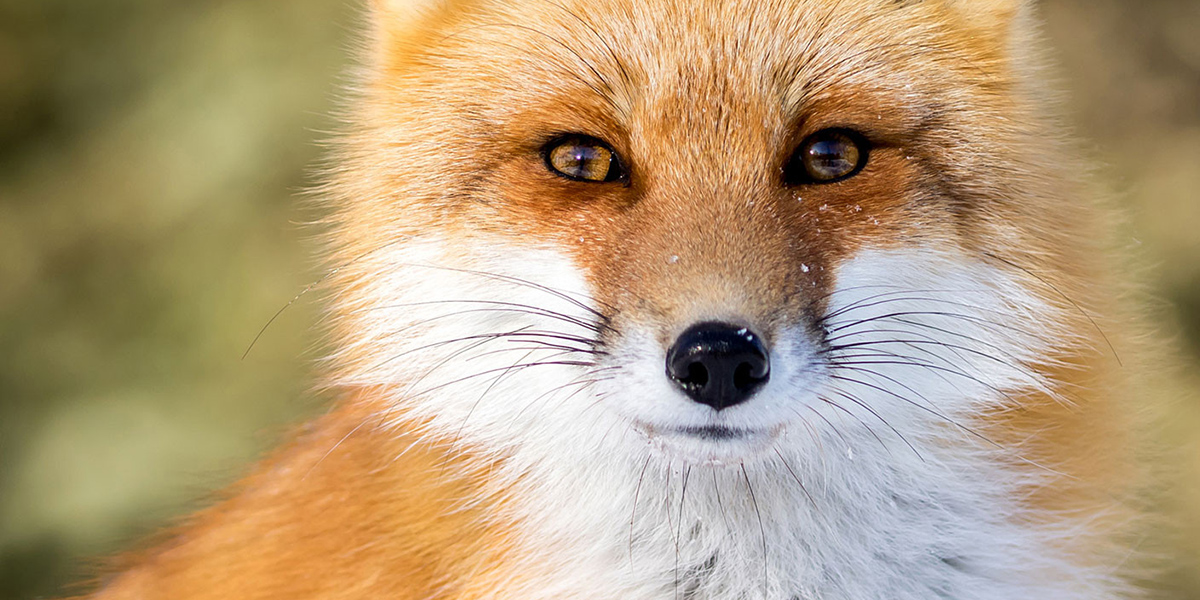 В Могилевской области более 70% случаев бешенства приходится на долю диких животных 