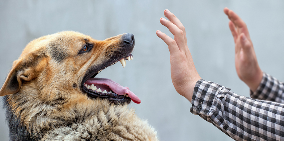 Ситуация по бешенству среди животных на территории Могилева и Могилевского района ухудшилась — зонЦГЭ