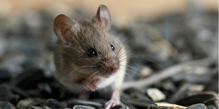 24 случая геморрагической лихорадки с почечным синдромом выявлено в Могилевской области за 2 месяца