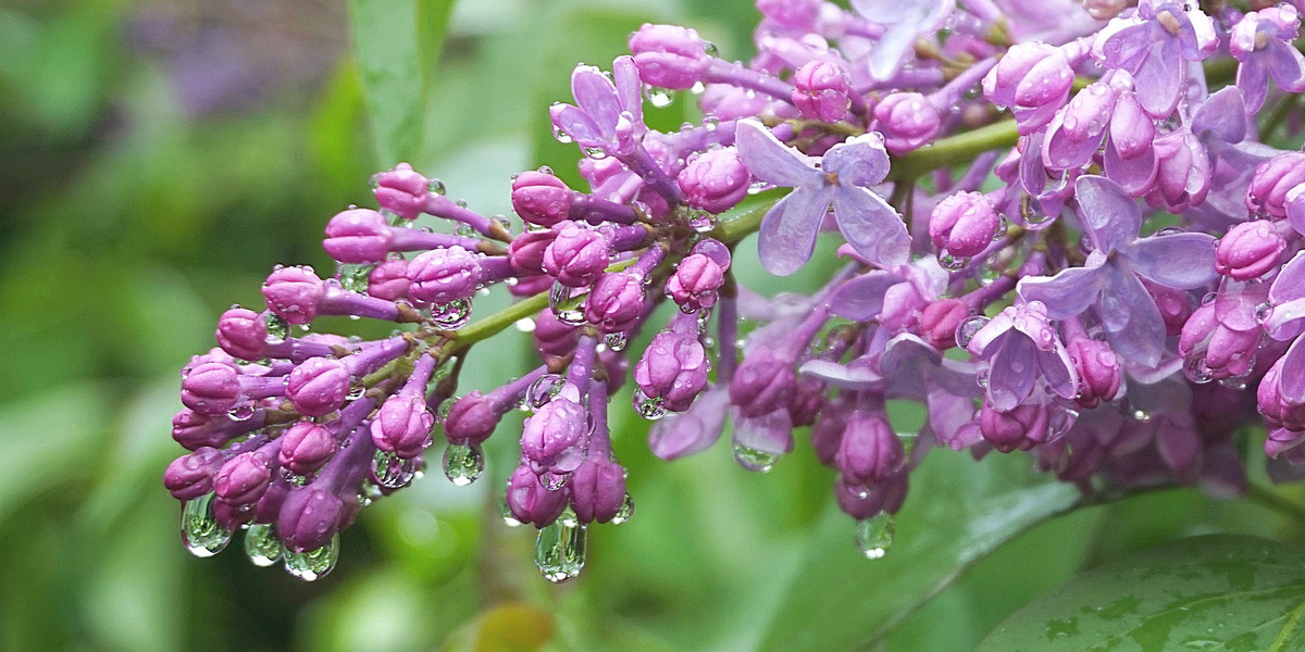 Дождливые выходные: прогноз на 21 и 22 мая