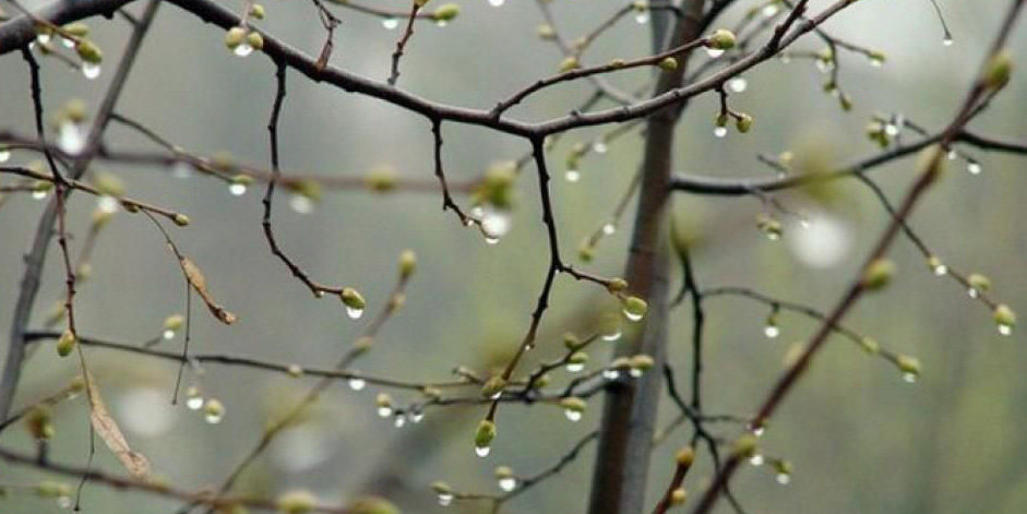 Субботник под дождем? Погода на выходные