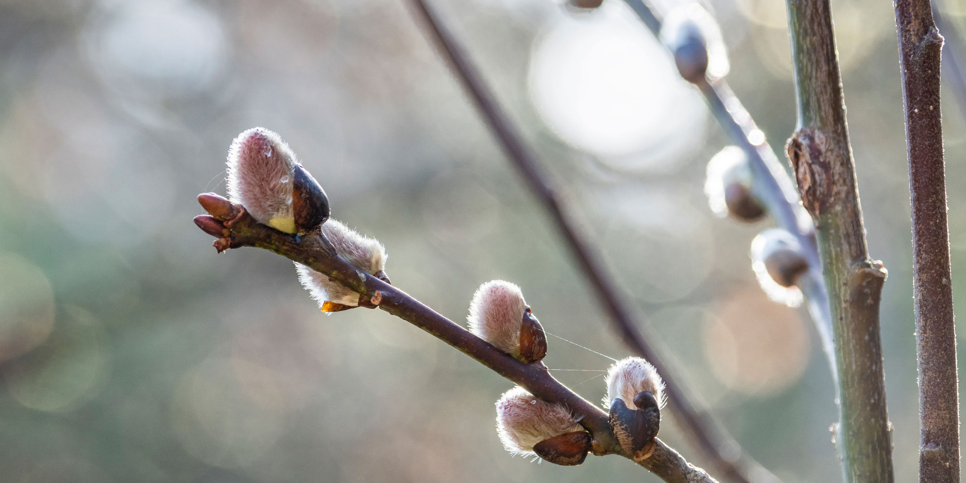 Погода на рабочую неделю: ночью — морозная зима, днем &mdash; весна
