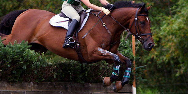 Могилев принимал открытый турнир области по конному троеборью