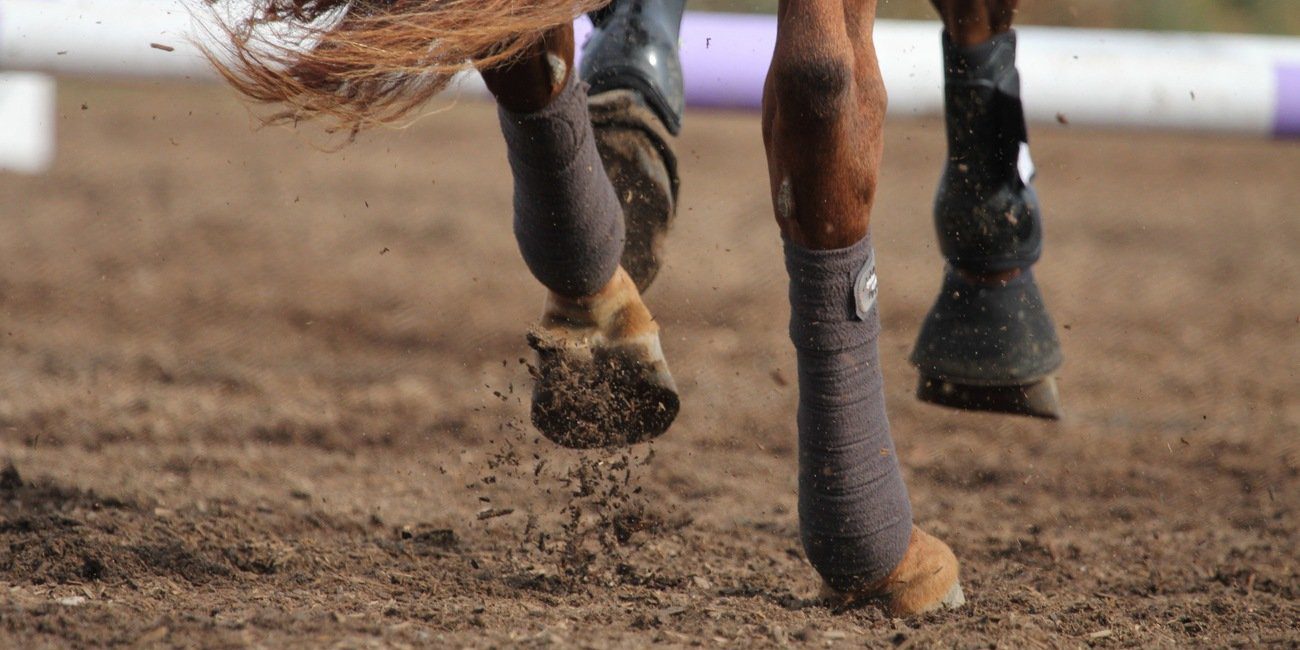 В Могилевском районе двухлетнего ребенка ударила копытом лошадь — он в реанимации