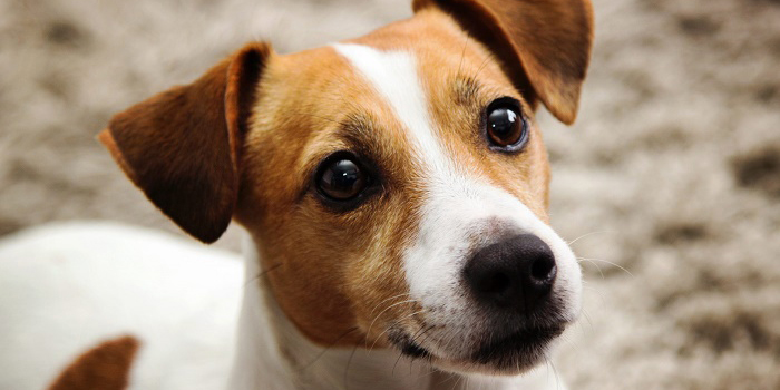 В Могилеве милицией установлен мужчина, который жестоко обращался с собаками