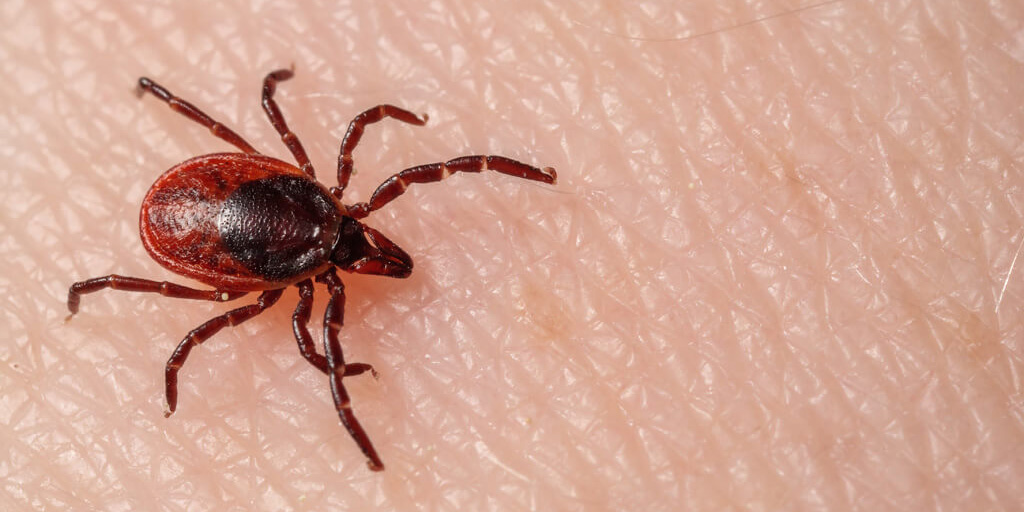 Более 40 человек пострадали от укусов клещей с начала года в Могилевской области