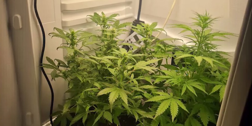 В Могилевской области оперативники ликвидировали три помещения для выращивания конопли