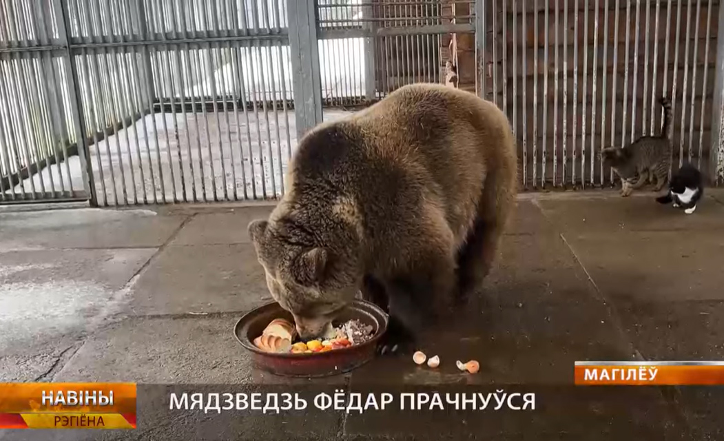 Медведь Федор проснулся — весна скоро!