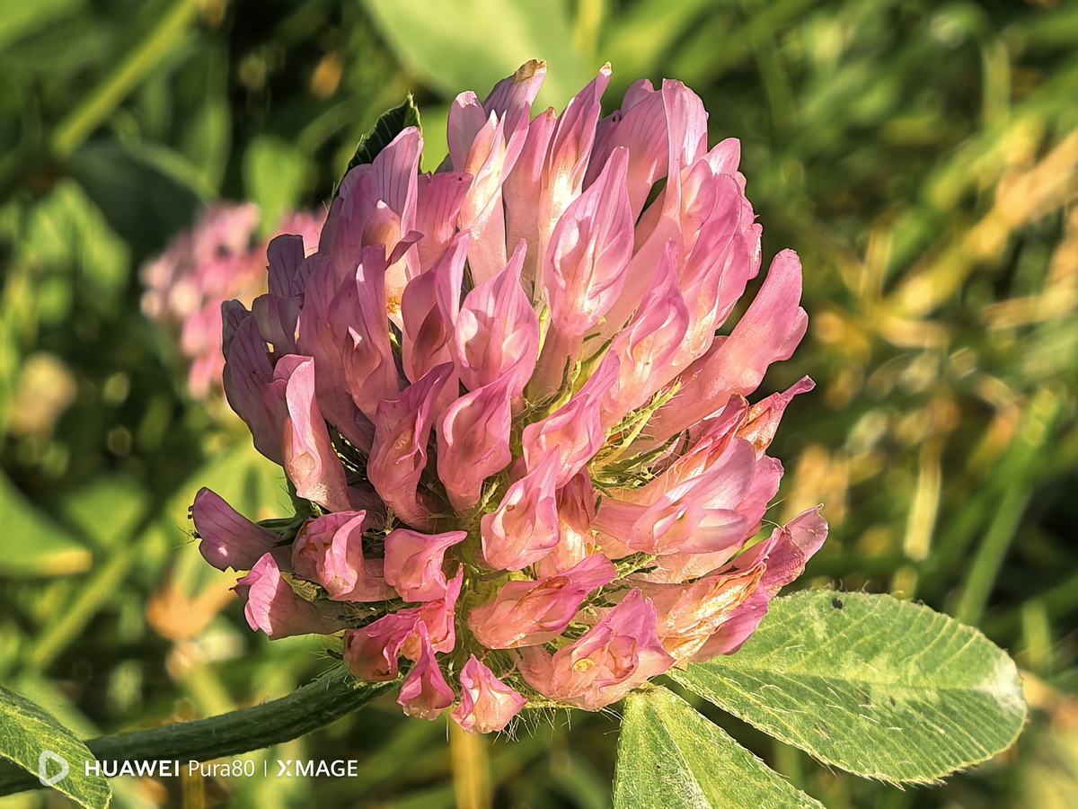 Новый смартфон Huawei Pura 80: камера с мощным зумом и реалистичной цветопередачей