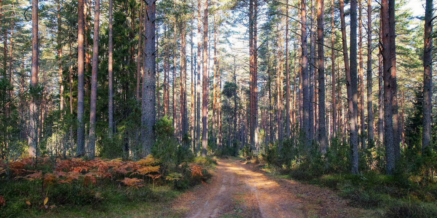 Могилевчанин заблудился в лесу в Белыничском районе: на помощь пришли спасатели
