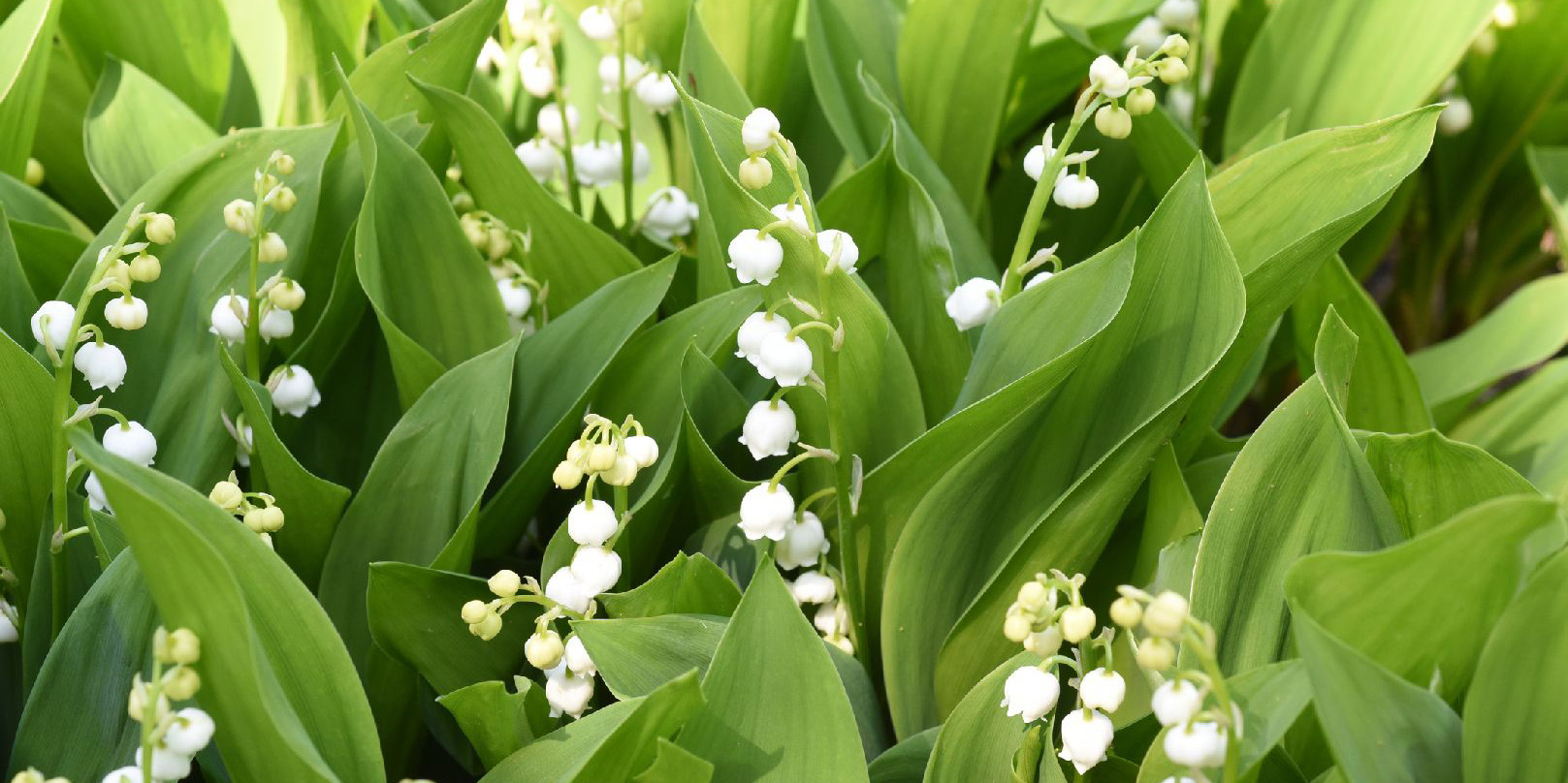 Грозы, порывистый ветер и до +27°С: прогноз погоды на выходные в Могилеве